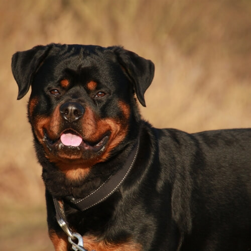 best dog brush for rottweiler