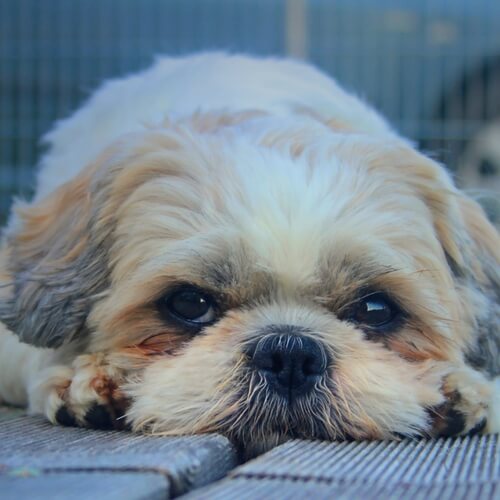 Best Dog Clippers for Shih Tzu
