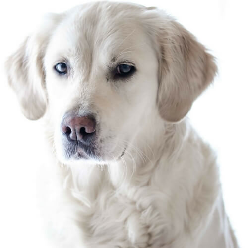 Best Dog Shampoo for Golden Retrievers