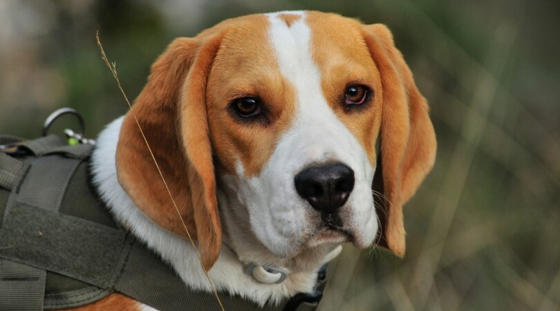 Best Harness for Beagles