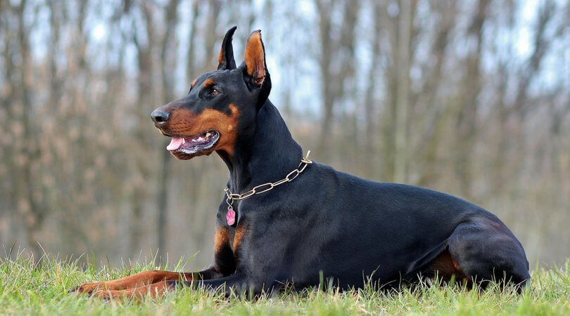 Best Shampoo for Doberman