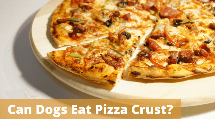 can dogs eat pizza crust, should dogs eat pizza crust, could dogs eat pizza crust