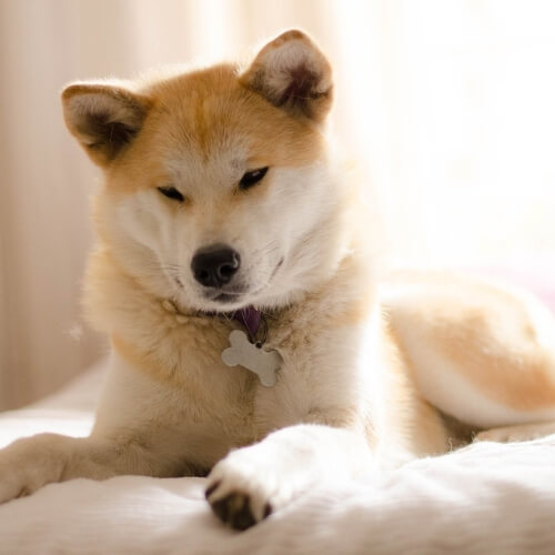 best collar for Akita, best dog collar for Akita, best shock collar for Akita