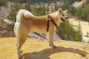 best dog collar for Akita, best collar for Akita, best shock collar for Akita, prong collar for Akita, best training collar for akita, what size collar for an akita puppy
