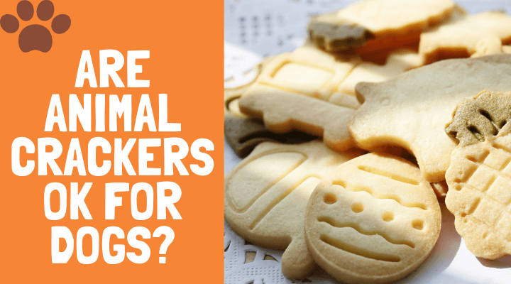 can dogs eat animal crackers, are animal crackers okay for dogs, is it ok to give dogs animal crackers, are animal crackers ok for dogs, can my dogs eat animal crackers, can small dogs eat animal crackers, can dogs eat chocolate animal crackers