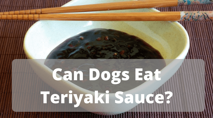 can dogs eat teriyaki sauce, is teriyaki sauce harmful to dogs, can dogs have teriyaki sauce, is teriyaki sauce ok for dogs