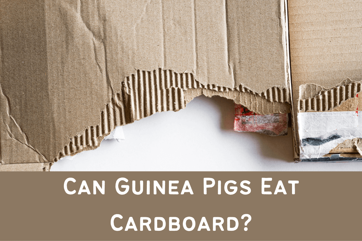 can guinea pigs eat cardboard, is cardboard good for guinea pigs, can guinea pigs have cardboard