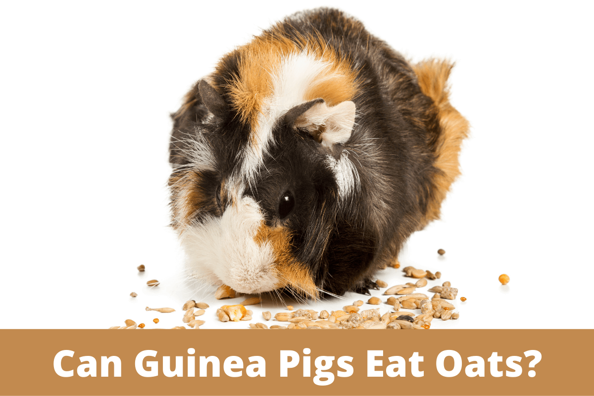 can guinea pigs eat oats, can guinea pigs have oats, can guinea pigs eat oats in treats