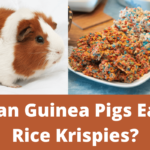 can guinea pigs eat rice krispies, can guinea pigs eat rice dry cereal,