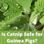 can guinea pigs eat catnip, is catnip safe for guinea pigs