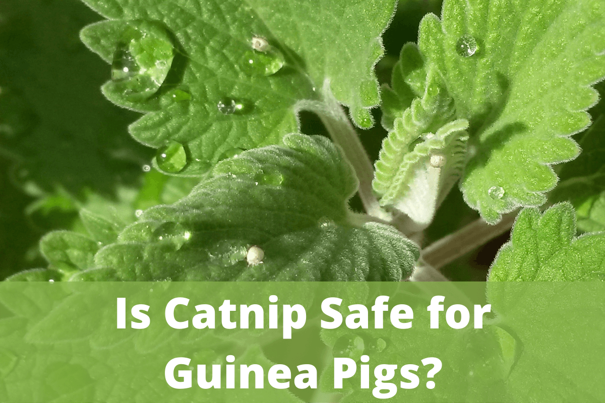 can guinea pigs eat catnip, is catnip safe for guinea pigs