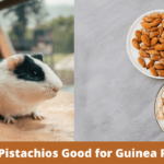 can guinea pigs eat pistachios, what nuts can guinea pigs eat, are pistachios good for guinea pigs, can guinea pigs eat nuts