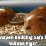 are aspen shavings safe for guinea pigs, is aspen bedding safe for guinea pigs