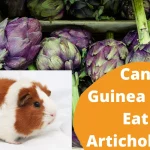 can guinea pigs have artichokes, can guinea pigs eat artichokes, are artichokes safe for guinea pigs, are artichokes okay for guinea pigs
