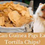 can guinea pigs eat tortilla chips, can guinea pigs have tortilla chips