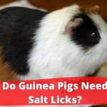 do guinea pigs need salt licks, himalayan salt for guinea pigs, can guinea pigs have salt