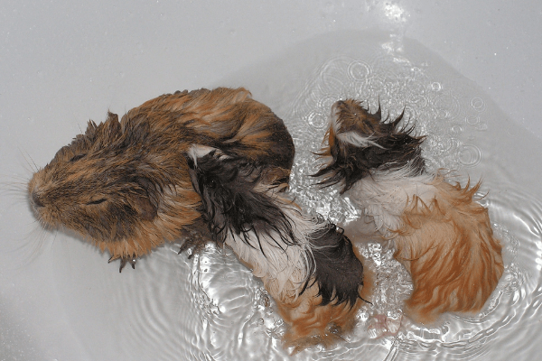 is ferret shampoo safe for guinea pigs, can you use ferret shampoo on guinea pigs