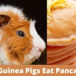 can guinea pigs eat pancakes, can guinea pigs have pancakes