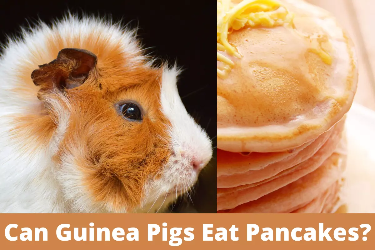 can guinea pigs eat pancakes, can guinea pigs have pancakes